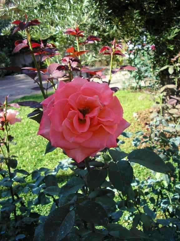 프라스카티 Al Vecchio Olivo B&B 외부 사진