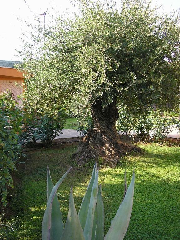 프라스카티 Al Vecchio Olivo B&B 외부 사진